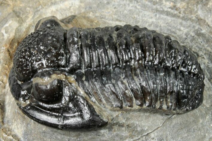 Detailed Gerastos Trilobite Fossil - Morocco #242751